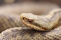 Weibliche Kreuzotter (Vipera berus)