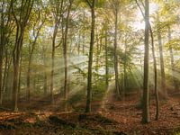 Lichtblicke im Wald