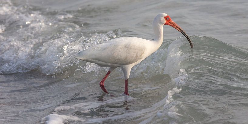 Playing in the waves by Albert Mendelewski