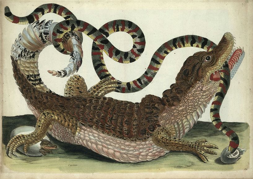 Surinamkrokodil, Maria Sibylla Merian von Meisterhafte Meister