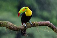 Toucan in the rain