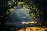 Sunbeams in the forest