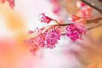 The pink flower in my heart