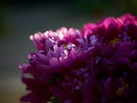 Purple peony close up in summer evening light