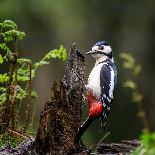 Great spotted woodpecker on stump by John Goossens Photography