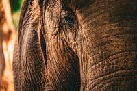 Elephant portrait