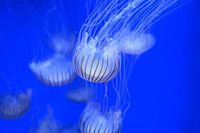 elegantie van de zee 