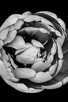 Photo en noir et blanc d'une tulipe (2)