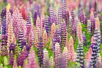Bloemenveld met roze en paarse lupine bloemen