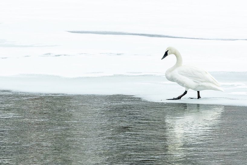 Cygne sauvage à Yellowstone par Sjaak den Breeje