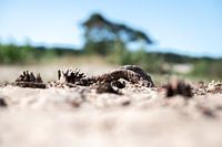 Nature morte branche avec pommes de pin