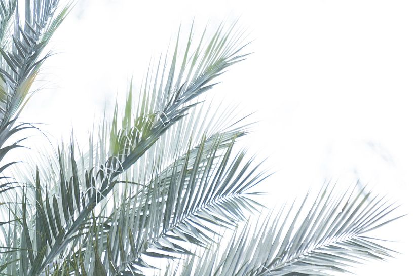 Green palm trees | Travel photography | Fine Art by Nanda Bussers