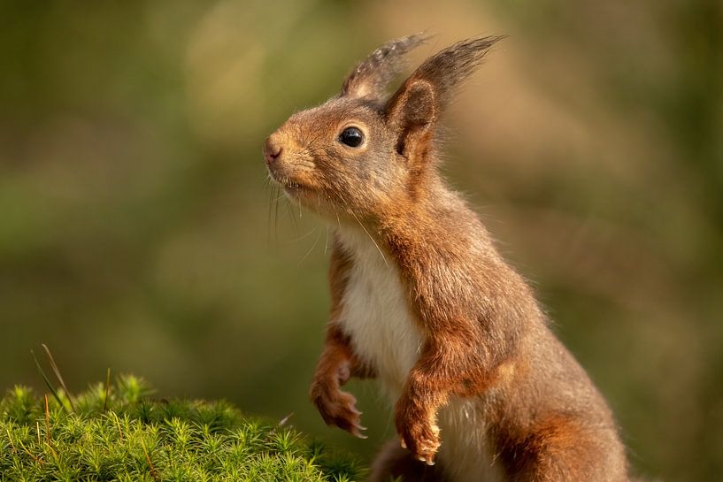 Écureuil en gros plan par Tanja van Beuningen