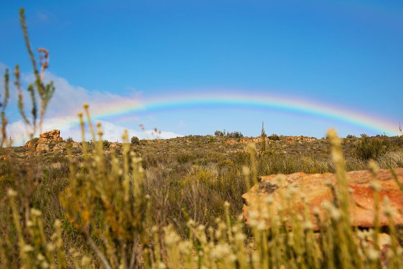 Afrikaanse hele regenboog  par Dexter Reijsmeijer