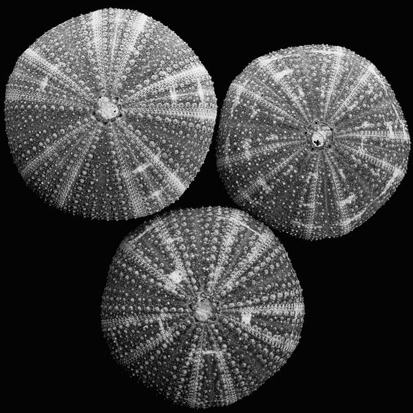 Coquilles en noir et blanc. par René von Hout