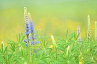 Lupines with buttercups in Schinnen
