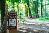 Going the right direction in the woods.