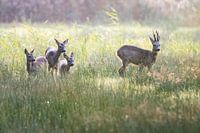 Hirsche Familie Naardermeer Quelle Tegenlicht