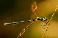 Goud licht op een libelle