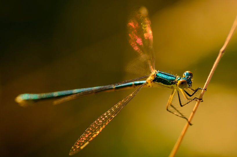 Goud licht op een libelle von Frank Hoekzema