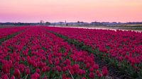 Bloeiend tulpenveld bij zonsopkomst in omgeving Lisse