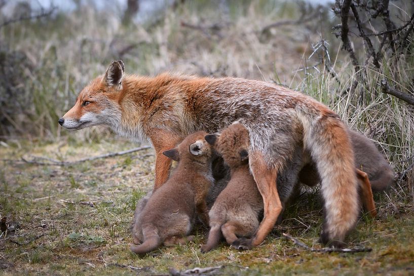Mère renard avec petits par Andy van der Steen - Fotografie