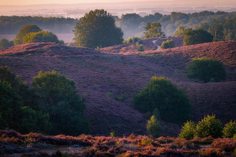 paysage pourpre par Pim Leijen