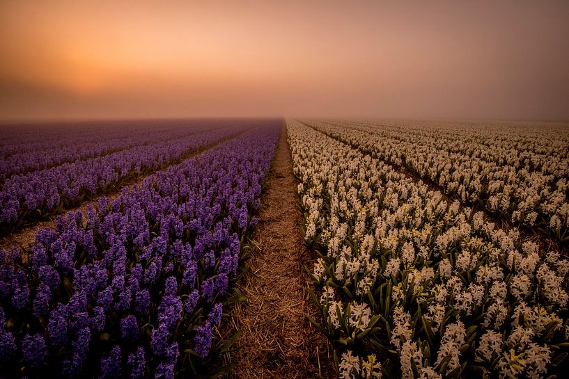bleu-blanc par peterheinspictures