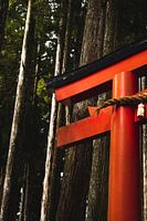 Japanese torii in the forest near Koyasan.