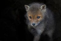 Junge Füchse, die sich der Außenwelt stellen