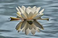 Seerose mit Spiegelung.