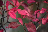 bladeren in de herfst