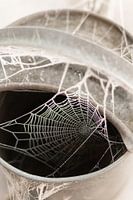 Toile d'araignée dans un arrosoir avec du gel dans une ferme