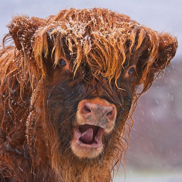 Snow fun - Scottish Highlander by AudFocus - Audrey van der Hoorn