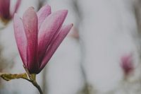 Pink Magnolia