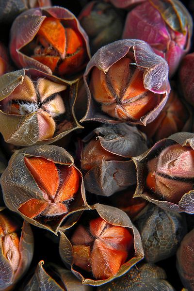 see-through by Imperial Art House