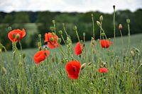 Poppies in Limburg