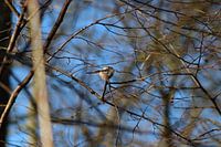 Mésange à longue queue