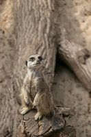 Suricate