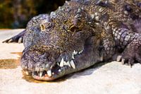 Alligator-/Krokodil-Farbe