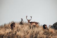 Hirsche in den Dünen