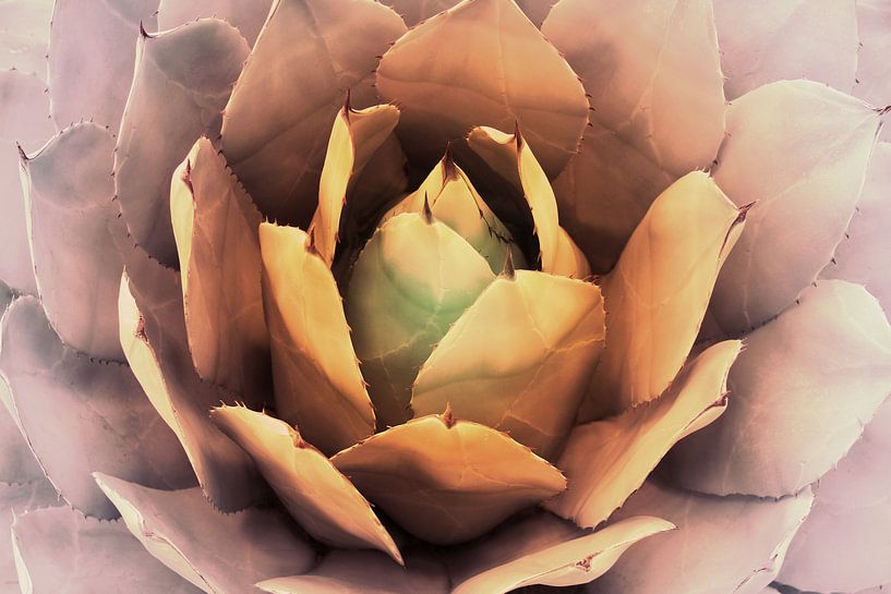 CACTUS VII von Pia Schneider