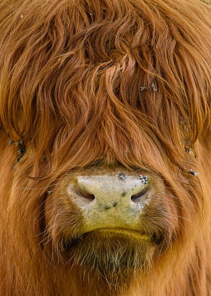 Scottish highlander in close-up by Peter Bartelings