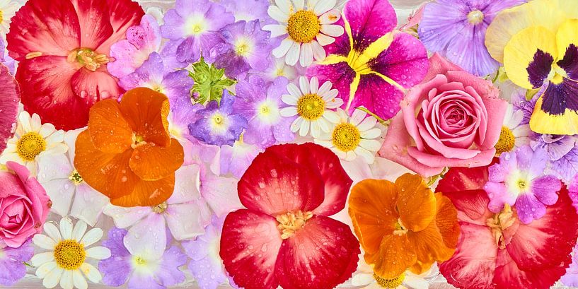 &quot;Panorama van zomerbloeiers op ijs&quot;&quot; van Jenco van Zalk