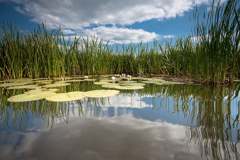 Nénuphar sur la surface de l'eau en miroir avec des nuages blancs par Fotografiecor .nl