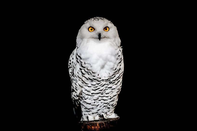 Portrait of a Snow Owl par Cho Tang
