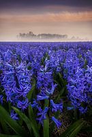 Lueur matinale sur le champ de jacinthes