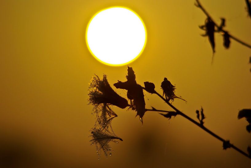Une petite branche avec des gouttes de rosée par Norbert Sülzner