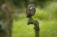 Steenuil op oude waterkraan