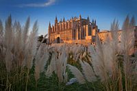 Die Kathedrale von Palma de Mallorca im Abendlicht.